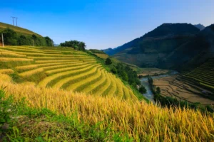 Ruộng bậc thang Hoàng Su Phì trong ảnh chụp ngày 8-10-2014 của Quangpraha.
